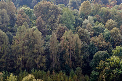 Hambacher Forst